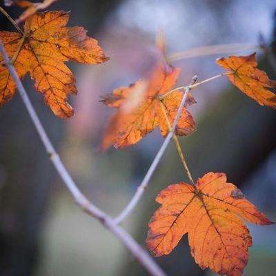 BOB·体育APP下载